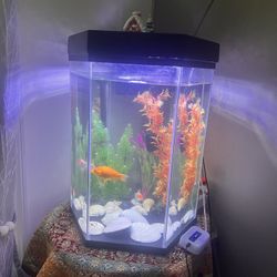 Octagonal Aquarium 