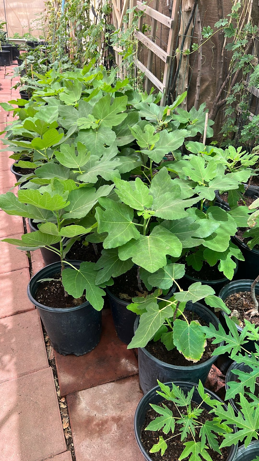Black Mission Fig Plants $15