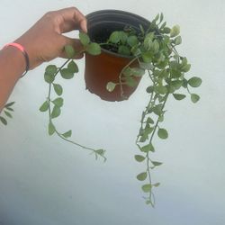 Dischida Geri 6” Live Plant Low Maintenance 