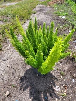 FoxFern plant 🌱