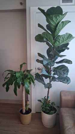 Real Fiddle Leaf Fig and Dracaena Indoor Plants