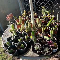 Plants 4’