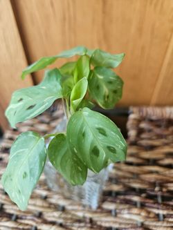 Maranta "Leuconeura Variegated" (WP)