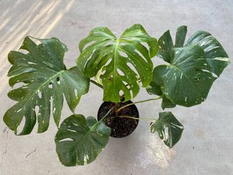 Monstera Thai Constellation