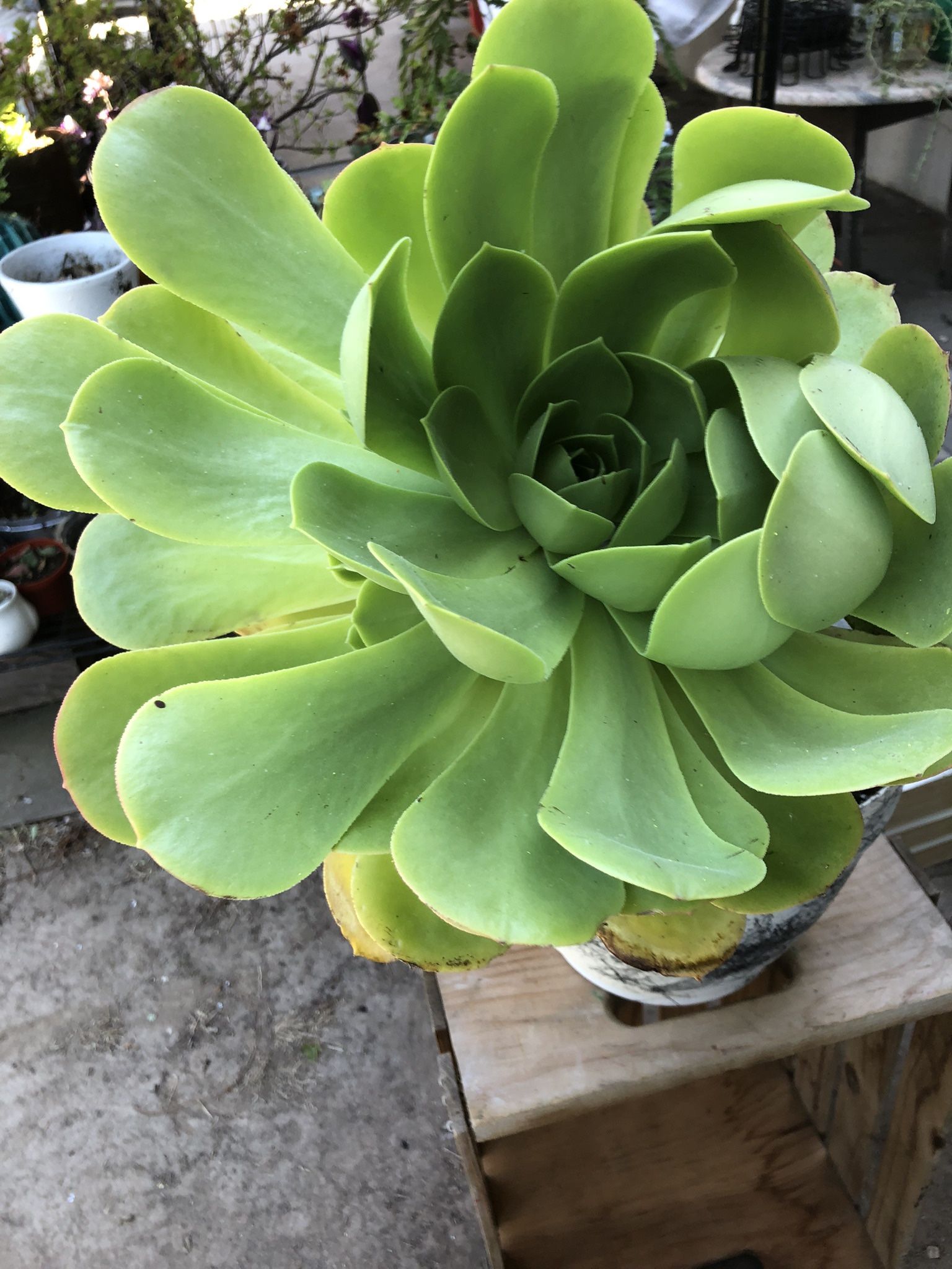 Big Potted Plants $Was $20 Now $15 Several At This Price Land Park Area At Kevin’s Creations Cash App Zelle And Cash Accepted 