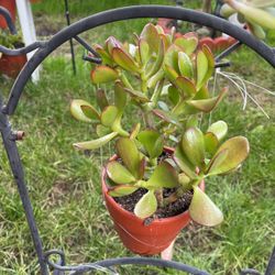 Metal Decorations Plants 