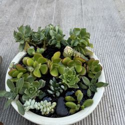 Potted Succulent 
