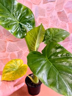Alocasia Green Plant - 4inch