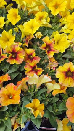 Plant sale