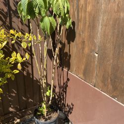 Plant