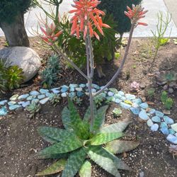 Soap Aloe 