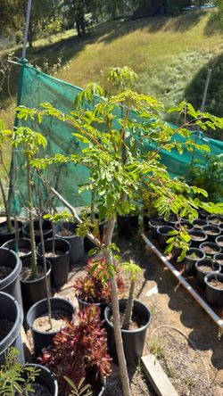 Moringa Tree