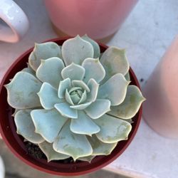 Lola Succulent 