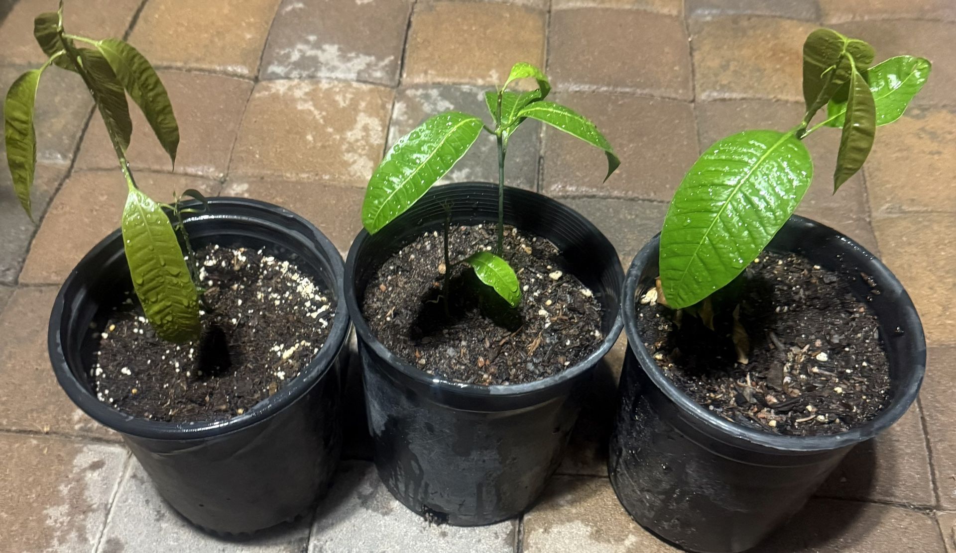 Mangos 🥠Trees In One Gallon $25 Each Price Firm