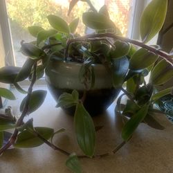 Plant for inside In ceramic pot!  