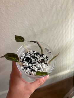 Alocasia Polly x5