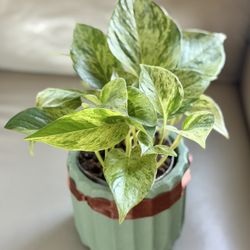 Marble/Snow Queen Pothos In Heavy Concrete Pot