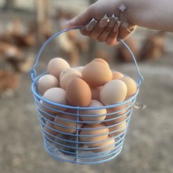 Farm Fresh Eggs 