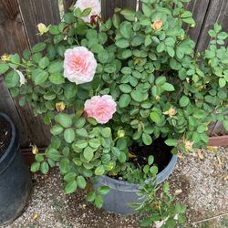 Rosal