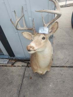 Deer Head  10 Points Horn 