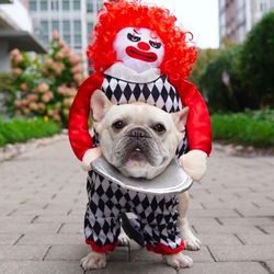 Scary clown Dog Costume