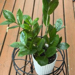 ZZ Indoor Plant