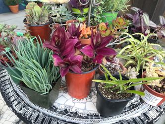 $2 mini plants