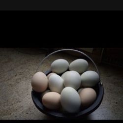 Organic Chicken Eggs