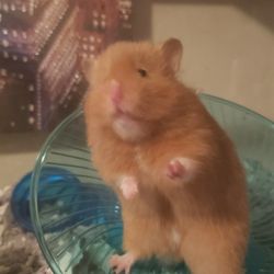 Fish Tank With  Hamster  Accessories 