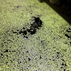 Mix Small And Large Duckweed