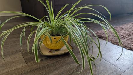 Spider Plant - The Air Purifier