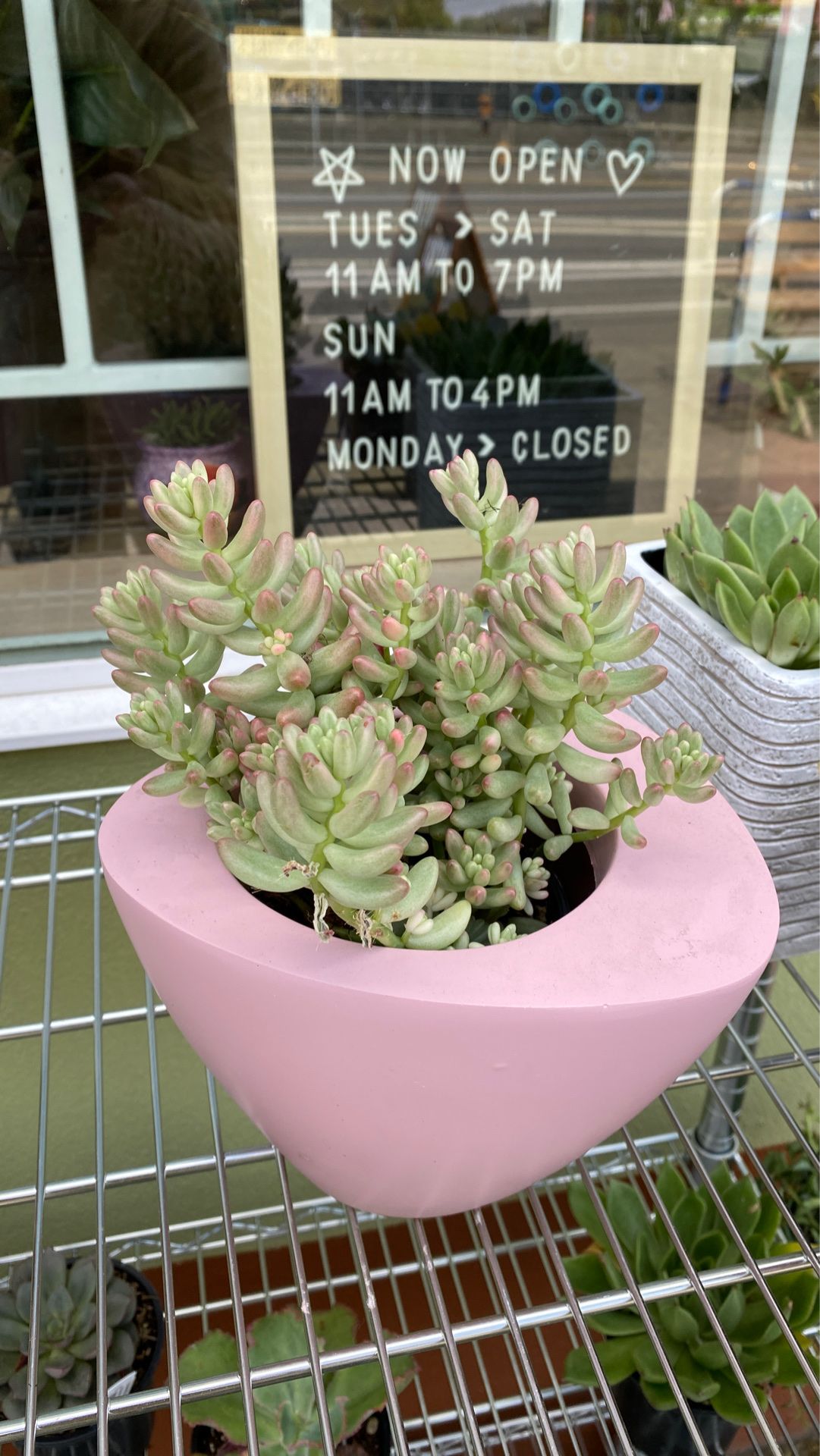 Succulent In pink pot