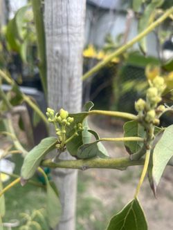 Gem Avocado 9 Feet Tall