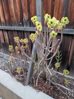 Mature aeonium succulents