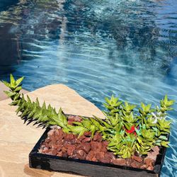 Succulents Look Like Snake 