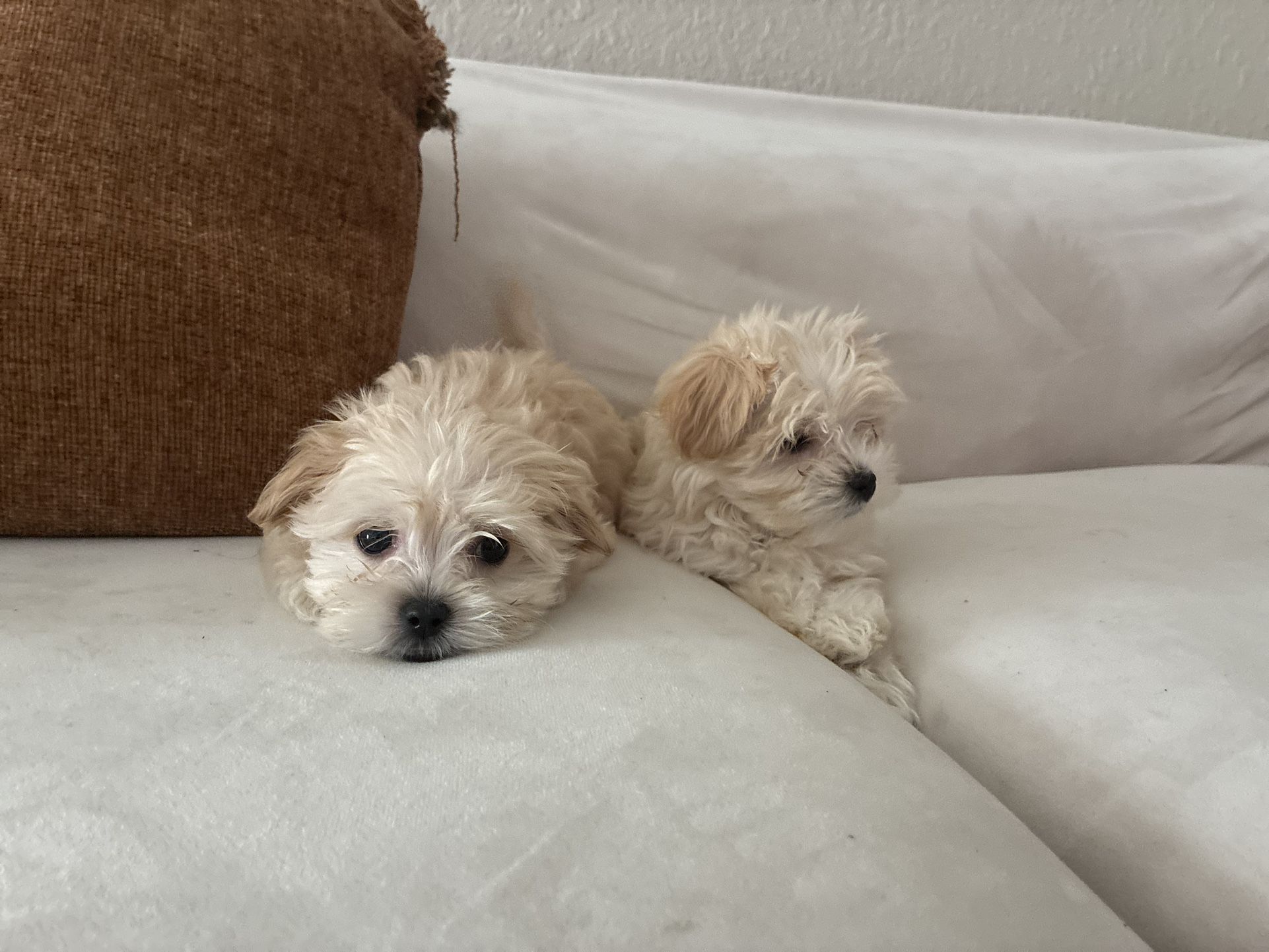 Couch Cover & Pillow