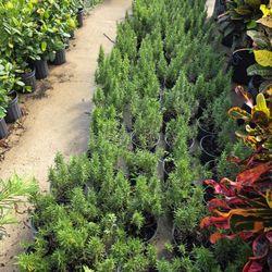 Rosemary Plants For Sale 