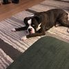 Elvis
