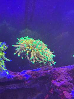 Neon tip jester marine tank coral decaration