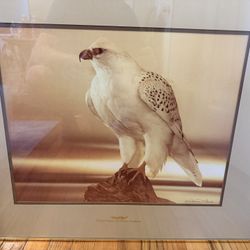 Framed Air Force Falcon Photo