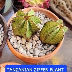 PLANT SALE THIS WEEK IN SAN LORENZO     