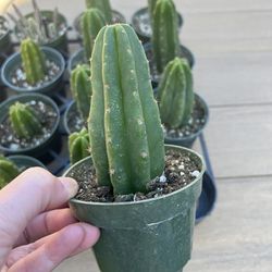 San Pedro Cactus. $7ea. Comes in 4” nursery pot. Check profile for more live plants