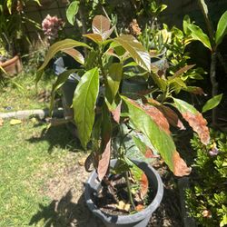 Hass Avocado Plant 