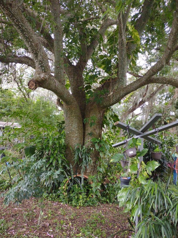 Over Stock Ceiba Trees