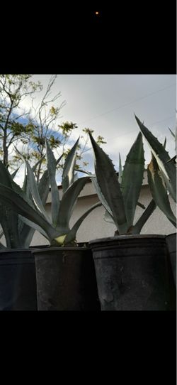 Plantas de magey