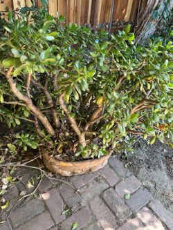 Nice plant