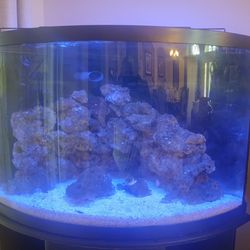 Saltwater Fish Tank