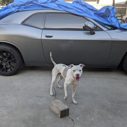 2011 Dodge Challenger V6 SRT Charged $5,200