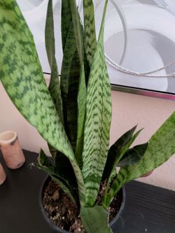 Live Sansevieria