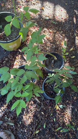 Organic raspberry plants